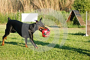 Dobermann running with ball