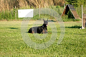 Dobermann in training for steadiness photo
