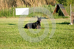 Dobermann in training for steadiness