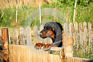 Dobermann up on fence