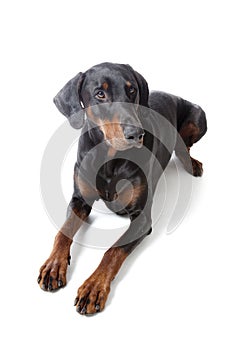 Dobermann on white background