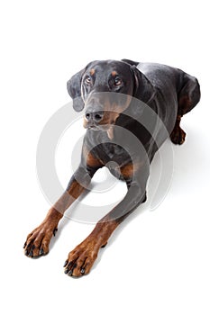 Dobermann on white background