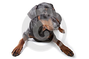 Dobermann on white background