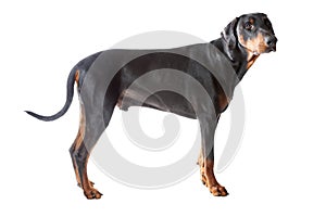 Dobermann on white background