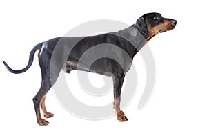 Dobermann on white background