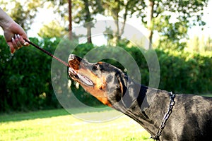 Dobermann young with ball