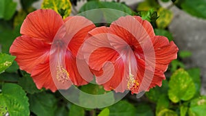Doble red amapola beautiful flower photo