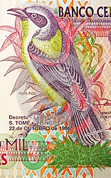 5000 Dobras banknote. Bank of Sao Tome and Principe. Fragment: Papa Figo bird - PrÃÂ­ncipe Glossy-starling Lamprotornis ornatus