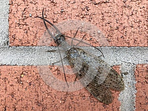Dobsonfly Corydalus cornutus, large insect bug on brick background
