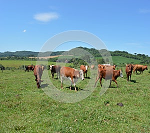 Docile Cows Animais in Farm