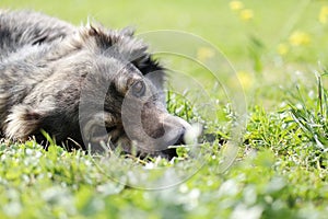 Docile dog, docile dog and natural background