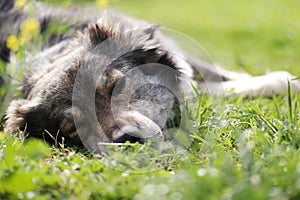 Docile dog, docile dog and natural background