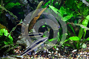 Docile Flying Fox and Spotted Silver Dollar fishes