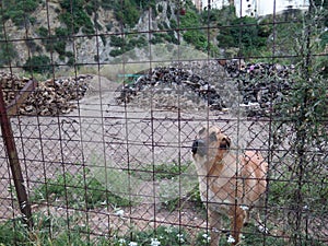 Docile guard dog behind fence