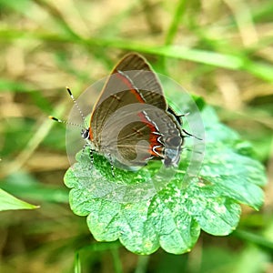 Docile little butterfly photo