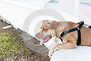 Docile pitbull dog, on a leash, brown looking at the sea from the shore