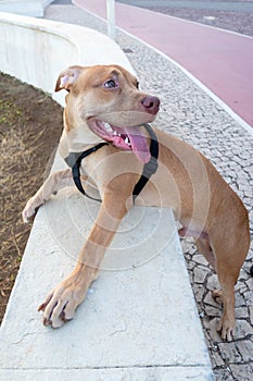 Docile pitbull dog, on a leash, brown looking at the sea from the shore