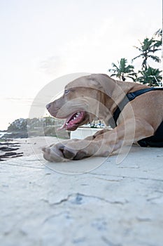 Docile pitbull dog, on a leash, brown looking at the sea from the shore