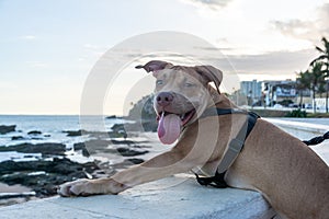 Docile pitbull dog, on a leash, brown looking at the sea from the shore photo