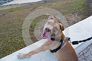 Docile pitbull dog, on a leash, brown looking at the sea from the shore photo