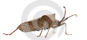 Dock bug, Coreus marginatus