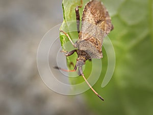 Dock bug (Coreus marginatus)