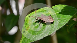 Dock bug (Coreus marginatus) fly away form a leaf