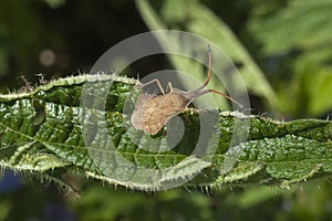 Dock Bug Coreus marginatus on a green leaf