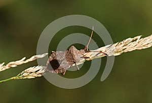 A Dock Bug, Coreus marginatus, perching on a grass seed head in a meadow.