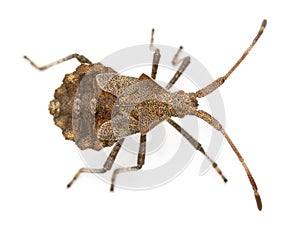 Dock bug, Coreus marginatus, species of squash bug