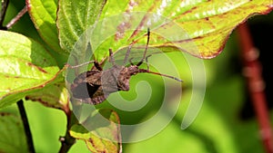 Dock Bug or Dock Leaf Bug, Coreus marginatus