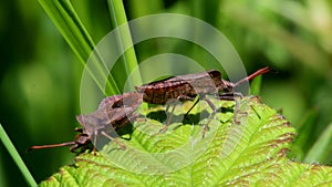 Dock Bug or Dock Leaf Bug, Coreus marginatus in copulation - mating time