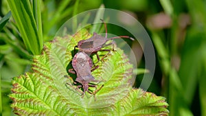 Dock Bug or Dock Leaf Bug, Coreus marginatus in copulation - mating time