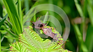 Dock Bug or Dock Leaf Bug, Coreus marginatus in copulation - mating time