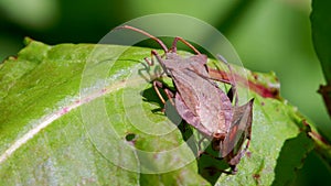 Dock Bug or Dock Leaf Bug, Coreus marginatus in copulation - mating time