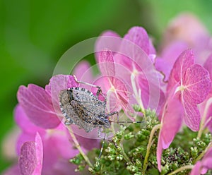 Dock bug on a ping hydrangea flower