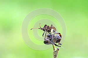 Dock bug on the top of plant