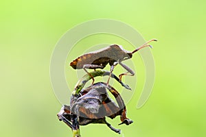 Dock bug on the top of plant