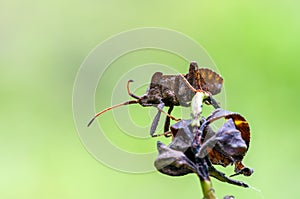 Dock bug on the top of plant