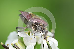 Dock bug on a white flower