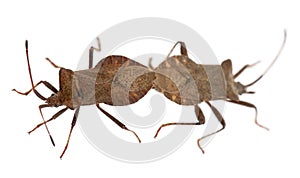 Dock bugs mating, Coreus marginatus