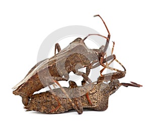 Dock bugs mating, Coreus marginatus