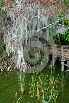 Dock leading into Forest