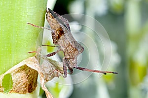 Dock leaf bug