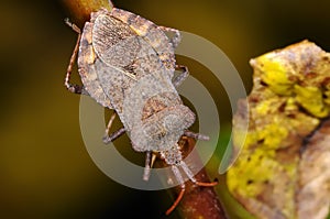 Dock leaf bug, coreus marginatus