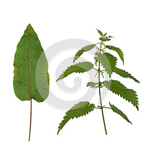 Dock Leaf and Stinging Nettle