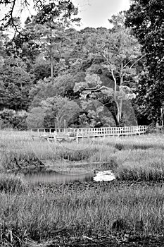 Dock on the Marsh