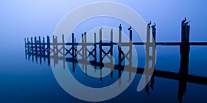 Dock with pelicans at night