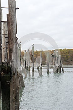 Dock pilings in Bare Cover Park