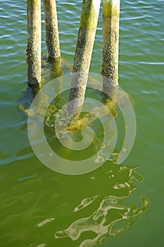 Dock pilings in clear clean waters on the New England Coast